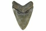 Serrated, Fossil Megalodon Tooth - Glossy Enamel #173891-2